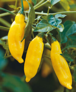 How to Grow Aji Limo Image